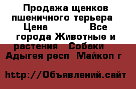 Продажа щенков пшеничного терьера › Цена ­ 30 000 - Все города Животные и растения » Собаки   . Адыгея респ.,Майкоп г.
